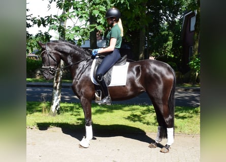 Hannoveraan, Merrie, 3 Jaar, 164 cm, Zwart