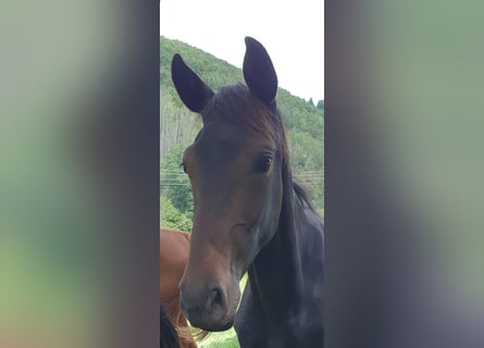 Hannoveraan, Merrie, 3 Jaar, 165 cm, Donkerbruin