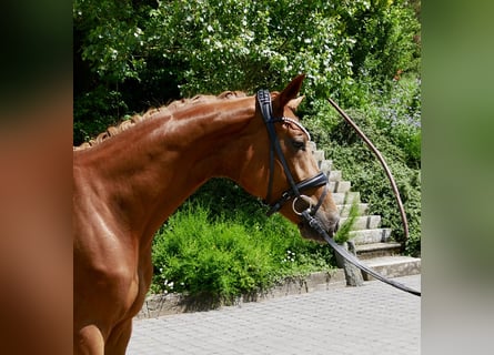 Hannoveraan, Merrie, 3 Jaar, 165 cm, Donkere-vos