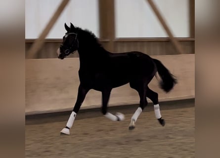 Hannoveraan, Merrie, 3 Jaar, 165 cm, Zwart