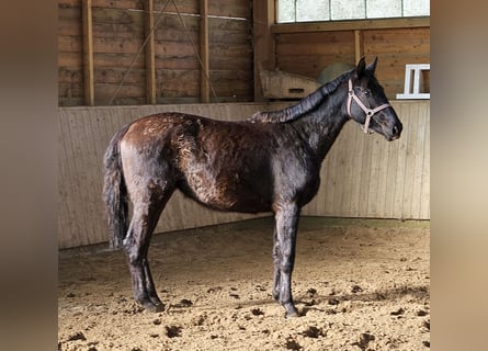 Hannoveraan, Merrie, 3 Jaar, 165 cm, Zwart