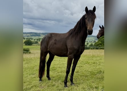 Hannoveraan, Merrie, 3 Jaar, 165 cm, Zwartbruin