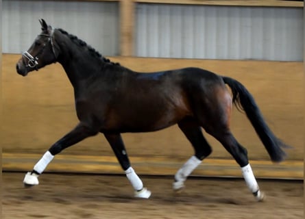 Hannoveraan, Merrie, 3 Jaar, 166 cm, Donkerbruin