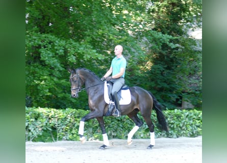 Hannoveraan, Merrie, 3 Jaar, 166 cm, Donkerbruin