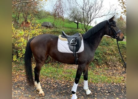 Hannoveraan, Merrie, 3 Jaar, 166 cm, Donkerbruin