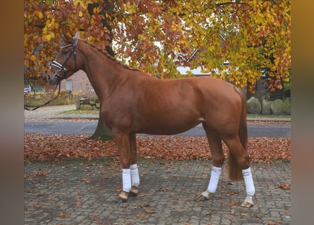 Hannoveraan, Merrie, 3 Jaar, 167 cm, Vos