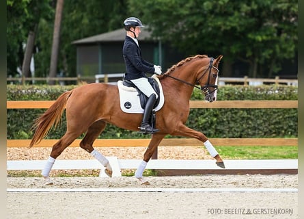 Hannoveraan, Merrie, 3 Jaar, 167 cm, Vos