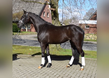 Hannoveraan, Merrie, 3 Jaar, 167 cm, Zwart
