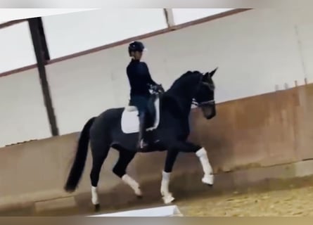 Hannoveraan, Merrie, 3 Jaar, 167 cm, Zwartbruin