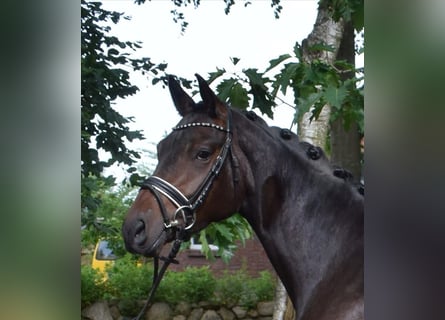 Hannoveraan, Merrie, 3 Jaar, 167 cm, Zwartbruin