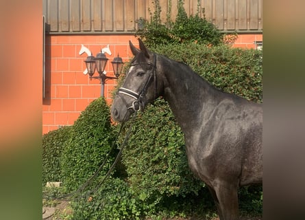 Hannoveraan, Merrie, 3 Jaar, 167 cm, Zwartschimmel