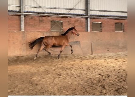 Hannoveraan, Merrie, 3 Jaar, 168 cm, Bruin