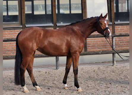 Hannoveraan, Merrie, 3 Jaar, 168 cm, Bruin