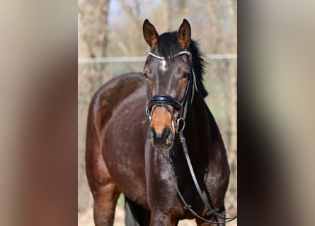 Hannoveraan, Merrie, 3 Jaar, 168 cm, Bruin