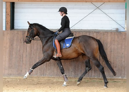 Hannoveraan, Merrie, 3 Jaar, 168 cm, Donkerbruin