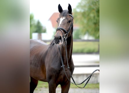 Hannoveraan, Merrie, 3 Jaar, 168 cm, Donkerbruin