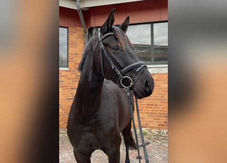 Hannoveraan, Merrie, 3 Jaar, 168 cm, Zwart