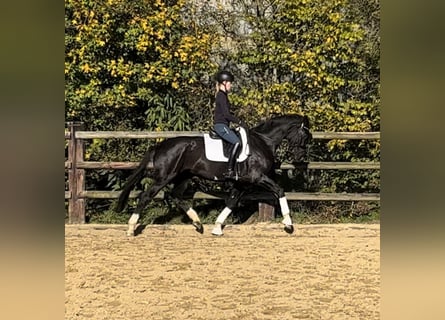 Hannoveraan, Merrie, 3 Jaar, 168 cm, Zwart