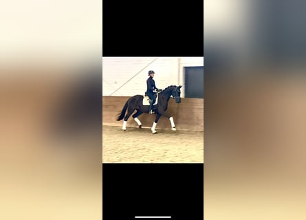 Hannoveraan, Merrie, 3 Jaar, 168 cm, Zwart