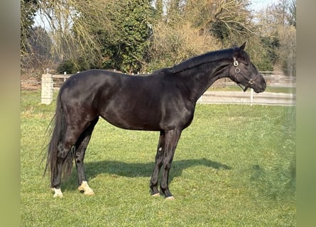 Hannoveraan, Merrie, 3 Jaar, 168 cm, Zwart