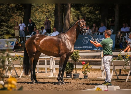 Hannoveraan, Merrie, 3 Jaar, 168 cm, Zwartbruin