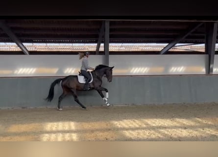 Hannoveraan, Merrie, 3 Jaar, 169 cm, Zwartbruin