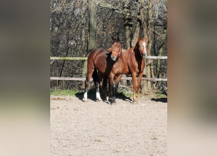 Hannoveraan, Merrie, 3 Jaar, 170 cm, Bruin