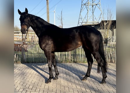 Hannoveraan, Merrie, 3 Jaar, 170 cm, Donkerbruin