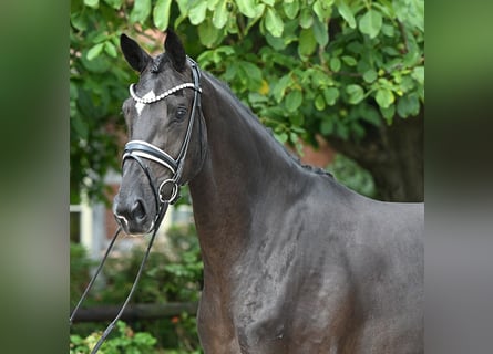 Hannoveraan, Merrie, 3 Jaar, 170 cm, Zwart