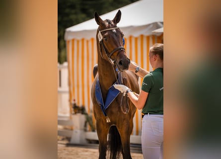 Hannoveraan, Merrie, 3 Jaar, 170 cm, Zwartbruin