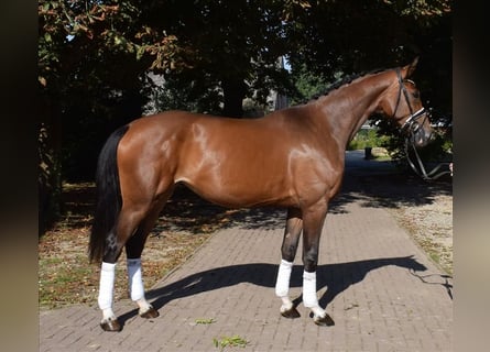 Hannoveraan, Merrie, 3 Jaar, 172 cm, Bruin