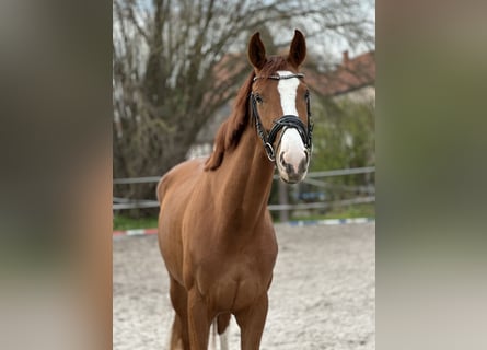 Hannoveraan, Merrie, 3 Jaar, 172 cm, Vos