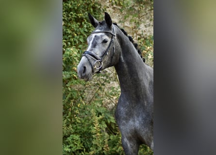 Hannoveraan, Merrie, 3 Jaar, 173 cm, Schimmel