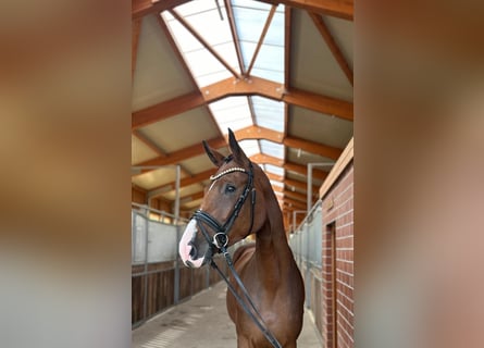 Hannoveraan, Merrie, 3 Jaar, 177 cm, Bruin