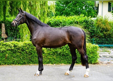 Hannoveraan, Merrie, 3 Jaar, 182 cm, Donkerbruin