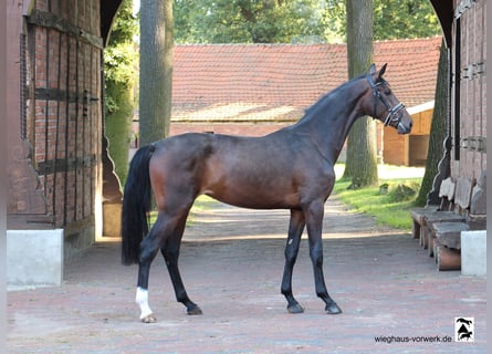 Hannoveraan, Merrie, 3 Jaar