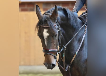 Hannoveraan, Merrie, 4 Jaar, 155 cm, Bruin