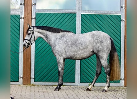 Hannoveraan, Merrie, 4 Jaar, 160 cm, Schimmel