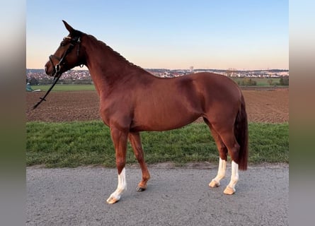 Hannoveraan, Merrie, 4 Jaar, 160 cm, Vos