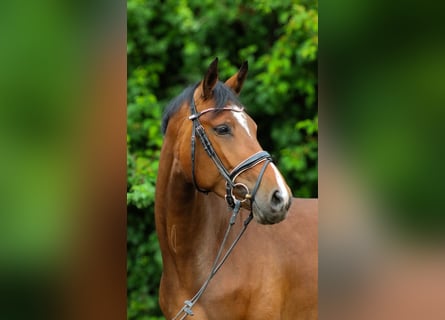 Hannoveraan, Merrie, 4 Jaar, 161 cm, Donkerbruin