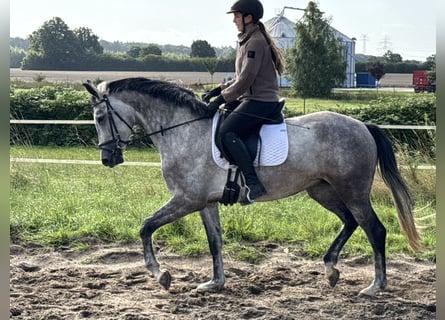 Hannoveraan, Merrie, 4 Jaar, 162 cm, Blauwschimmel