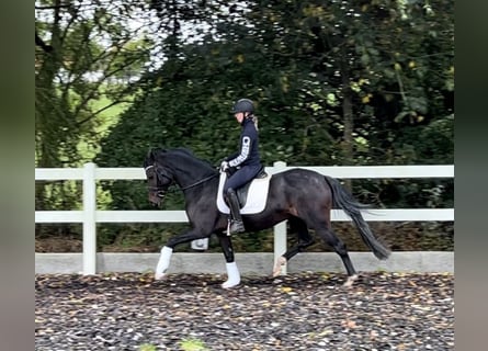 Hannoveraan, Merrie, 4 Jaar, 162 cm, Donkerbruin