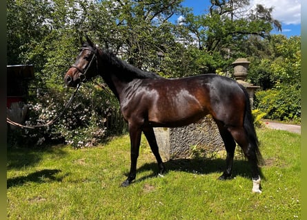 Hannoveraan, Merrie, 4 Jaar, 162 cm, Donkerbruin