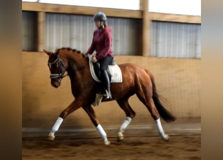 Hannoveraan, Merrie, 4 Jaar, 162 cm, Vos