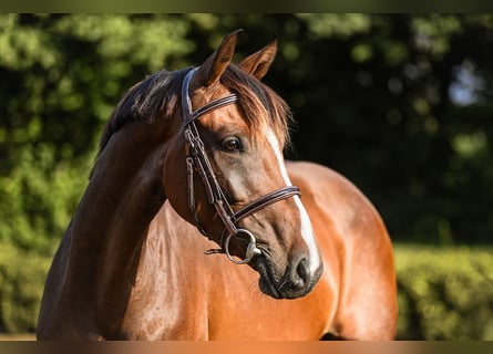 Hannoveraan, Merrie, 4 Jaar, 163 cm, Bruin