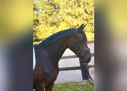 Hannoveraan, Merrie, 4 Jaar, 163 cm, Donkerbruin
