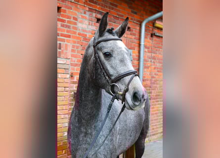 Hannoveraan, Merrie, 4 Jaar, 163 cm, Schimmel