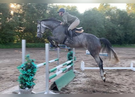 Hannoveraan, Merrie, 4 Jaar, 163 cm, Schimmel