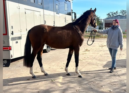 Hannoveraan, Merrie, 4 Jaar, 163 cm, Zwartbruin