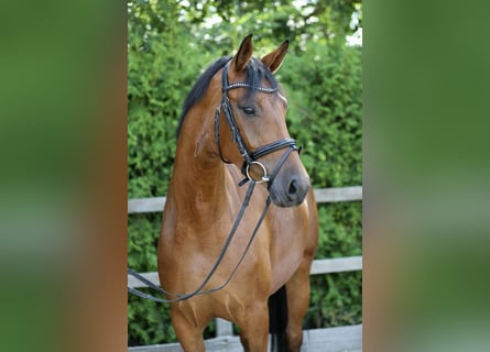 Hannoveraan, Merrie, 4 Jaar, 164 cm, Bruin